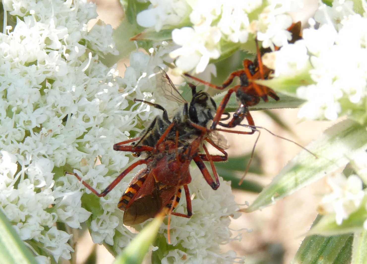 Rhynocoris erhytropus con preda